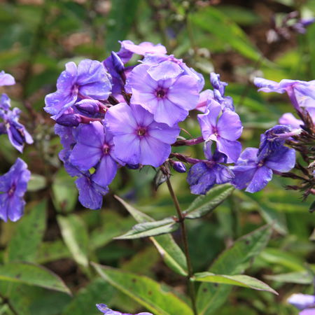 Phlox 'Blue Paradise'