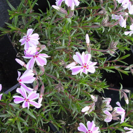 Phlox subulata 'Candy Stripes'