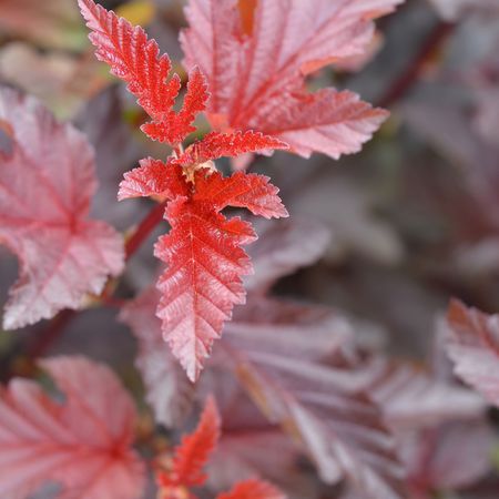 Blasenspiere 'Lady in Red'Â®