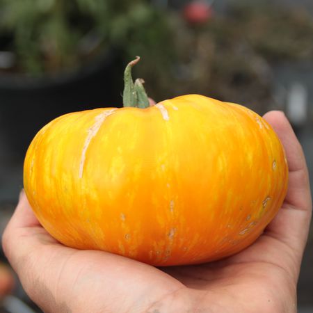 Tomate, Heirloom-Tomate 'Pork Chop'