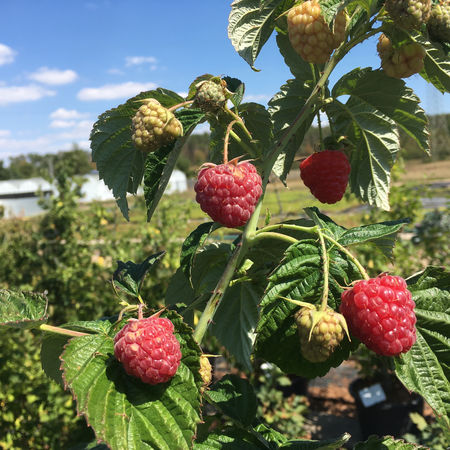 Herbsthimbeere PrimeberryÂ® 'Autumn Fleshy'Â®
