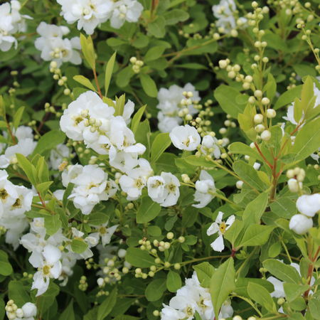 Prunkspiere 'Niagara'Â®