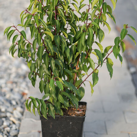 Hecken-Palette Prunus lusitanica 'Angustifolia' (24er Set)