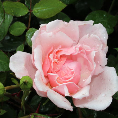 Set mit 4 Ramblerrosen