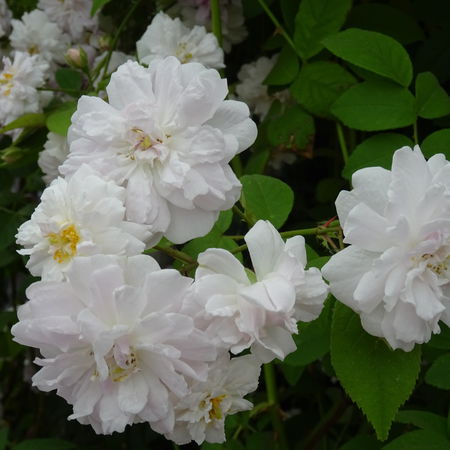 Ramblerrose 'Paul's Himalayan Musk'