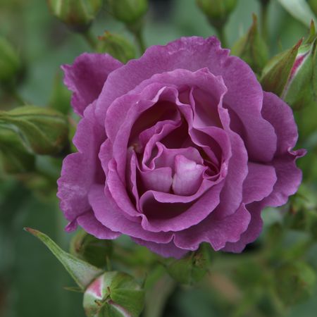 Rose 'Rhapsody in Blue'Â®