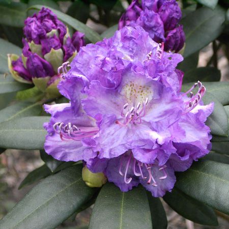 Rhododendron 'Alfred'