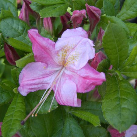 Rhododendron 'Rosata'