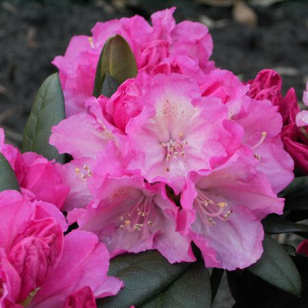 Rhododendron yakushimanum 'Polaris'