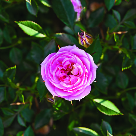 Rose 'Blush PixieÂ®'