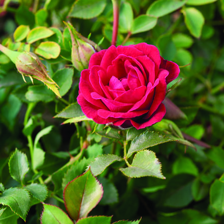 Rose 'Mauve PixieÂ®'