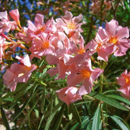 Rosa Oleander 'Magaly'