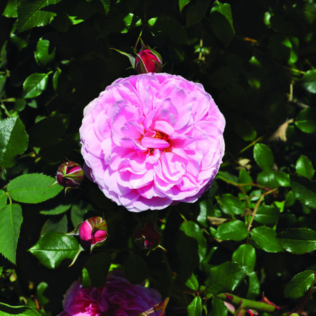 Rose 'Punch PixieÂ®'