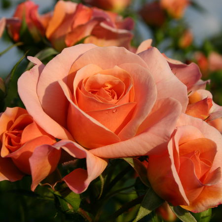 Rose AprikolaÂ®