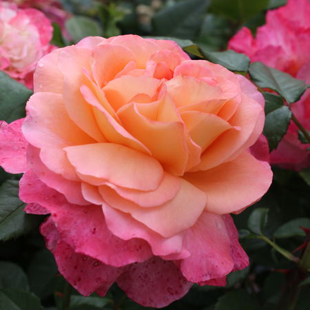 Rose Augusta LuiseÂ® (im grossen Container)