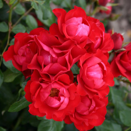 Rose Black Forest RoseÂ®