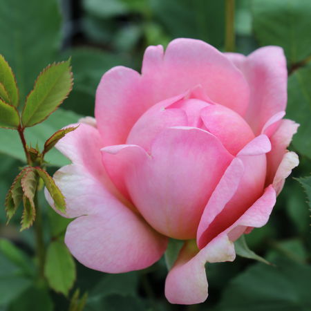 Rose Boscobel (im grossen Container)