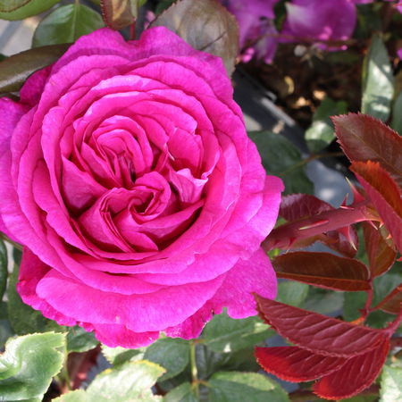 Rose 'Chartreuse de Parme'Â®