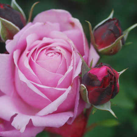 Rose Dieter MÃ¼ller Â® (im grossen Container)