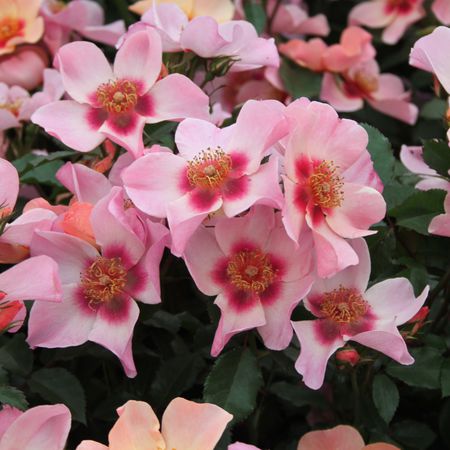 Rose For your Eyes only Â® (im grossen Container)