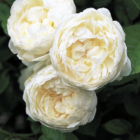Rose Glamis CastleÂ® (im grossen Container)