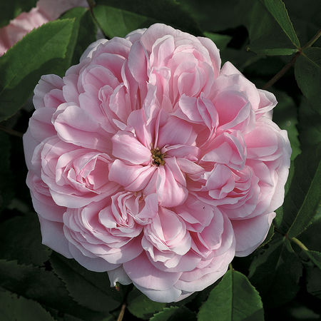 Rose 'Jacques Cartier'