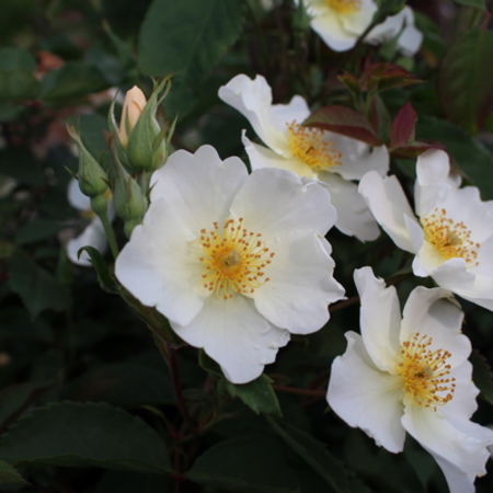 Rose 'Kew Gardens'Â® 