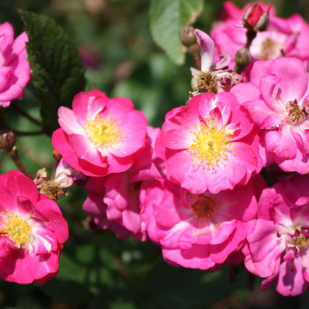 Rose KletterrÃ¶slein RoseasyÂ® Happy 