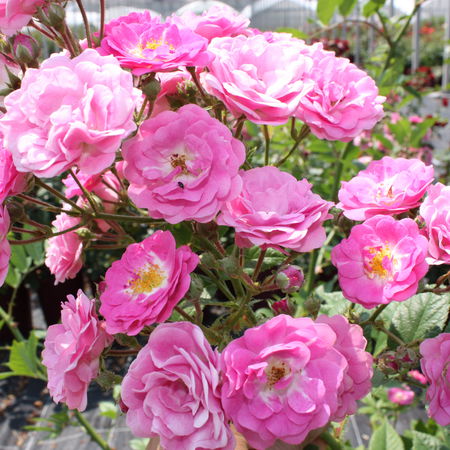 Rose KletterrÃ¶slein RoseasyÂ® MarriedÂ® 