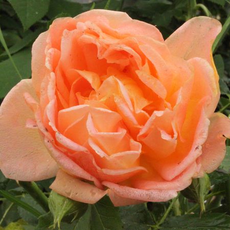 Rose Lady of ShalottÂ®