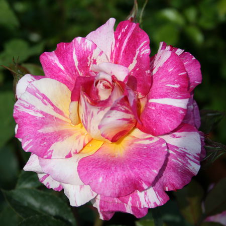Rose Maurice UtrilloÂ® (im grossen Container)
