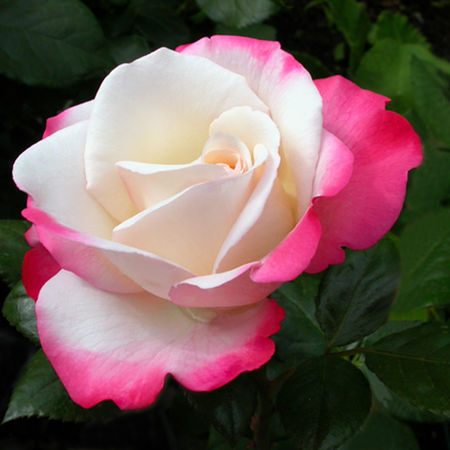 Rose NostalgieÂ®