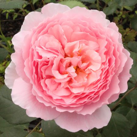 Rose Princess Alexandra of KentÂ® (im grossen Container)