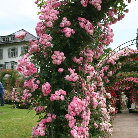 Raubritter Rose