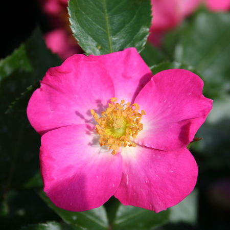 Rose RoseasyÂ® Athos 