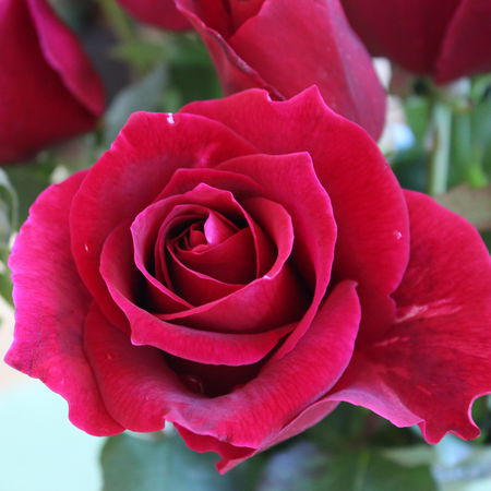 Rose Roter Duft 97Â®