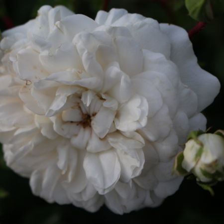Rose 'Sander's White Rambler'Â®