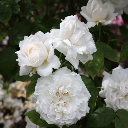 Rose 'Winchester CathedralÂ®'