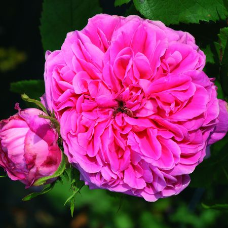 Rose 'Yolande d`Aragon'