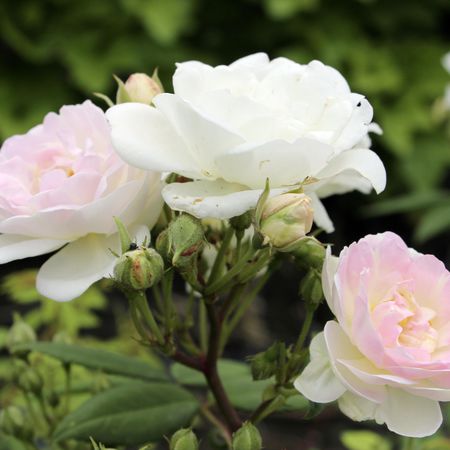 RoseasyÂ® KletterrÃ¶slein Herzlich