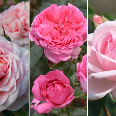 Rosenbeet 'Duft und Nostalgie'