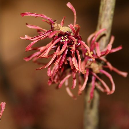 RotblÃ¼hende Zaubernuss 'Diane'