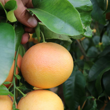 Rote Grapefruit 'Rubra'