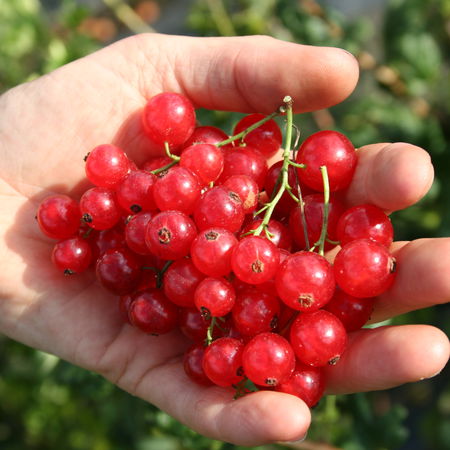 Rote Johannisbeere RibestÂ® BabetteÂ®