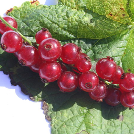 Rote Johannisbeere RibestÂ® SonetteÂ®