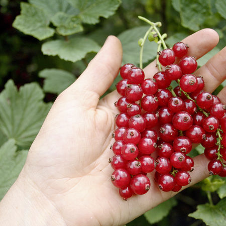 Rote Johannisbeere RibestÂ® SusetteÂ®
