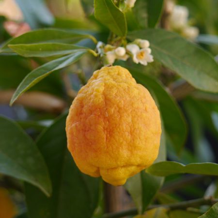Rote Zitrone 'Sanguineum'
