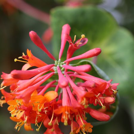 Rotes Geissblatt 'Dropmore Scarlet'