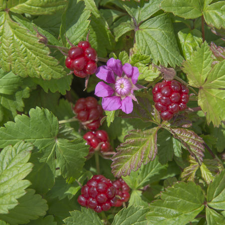 Allackerbeere 'Marika'