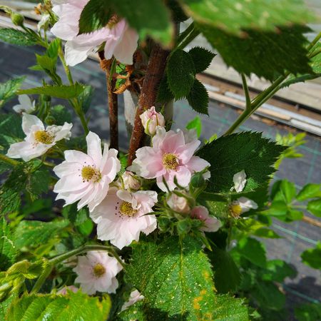 Brombeere 'Loch Maree'Â®